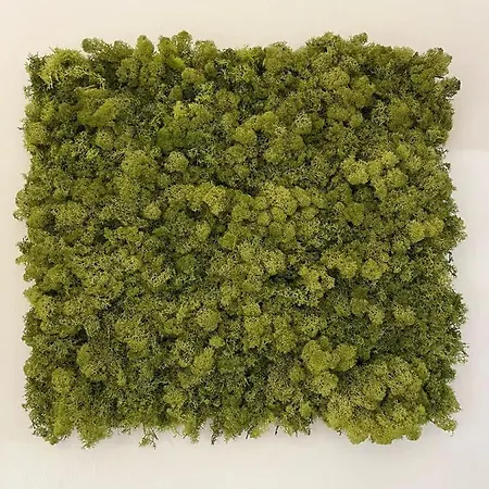 Kemonia