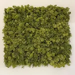 Kemonia
